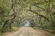 Tree Tunnel Photograph by Denise Bush