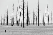Trees Die off Photograph by Louis Dallara Trees Die off Photograph by Louis Dallara