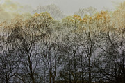Trees illuminated by faint sunshine, double exposed image Photograph by Nick Biemans