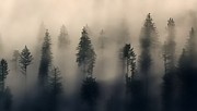 Trees In The Fog Photograph by Jerry Sodorff