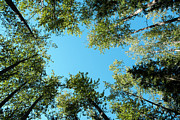 Trees Toward Heaven Photograph by Mary Lee Dereske