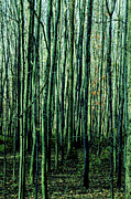 Treez Green Photograph by Lon Dittrick