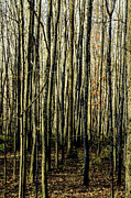 Treez Yellow Photograph by Lon Dittrick