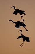 Trio of Cranes Photograph by Mark Miller Trio of Cranes Photograph by Mark Miller