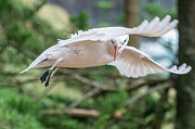Tropic Bird 3 Photograph by Werner Padarin