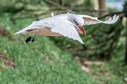 Tropic Bird Photograph by Werner Padarin