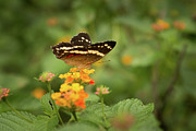 Tropical Butterfly Photograph by Ana V Ramirez