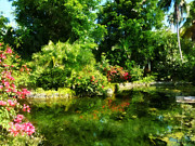 Tropical Garden by Lake Photograph by Susan Savad Tropical Garden by Lake Photograph by Susan Savad