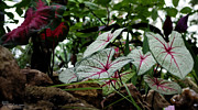 Tropical Oasis in the Desert Photograph by Karen Musick