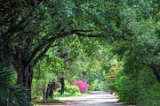 Tropical Zone Pathway Photograph by Debra Martz Tropical Zone Pathway Photograph by Debra Martz