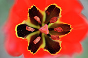 Tulip at Amatzia Forest - 4 Photograph by Dubi Roman