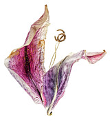 Tulip Dancer Photograph by Tony Locke