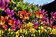 Tulip Heaven Photograph by Mike Smale
