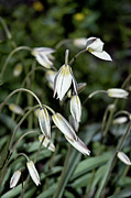 Tulipa Turkestanica Photograph by JGracey Stinson