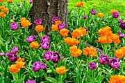 Tulips Photograph by Monika Salvan Tulips Photograph by Monika Salvan