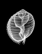 Tun Shell X-Ray Photograph by Raul Gonzalez Tun Shell X-Ray Photograph by Raul Gonzalez