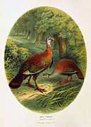 Turkey from The Sportsman and Naturalist Restored Digital Art by Sapiens Verbum