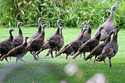 Turkeys Photograph by Brook Burling