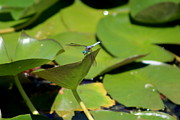 Turquoise Blue Dragonfly on Lily Pad Photograph by Colleen Cornelius