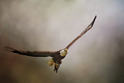 Turtle Delivery Bald Eagle Art Photograph by Jai Johnson