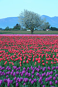 Twilight in Skagit Valley Digital Art by Michael Lee