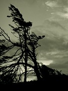 Twin Rivers Olympic Peninsula Washington Photograph by Leizel Grant
