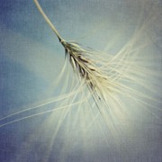 Twirling Photograph by Priska Wettstein