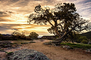 Twisted Sunset Photograph by Angela Moyer