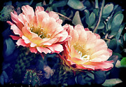 Two Desert Blooms Apricot Glow Photograph by Julie Palencia