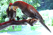 Two Eagles - Ein Adler-Paar Photograph by Eva-Maria Di Bella