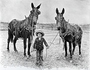 Two Mules for Daddy Drawing by Daniel Adams