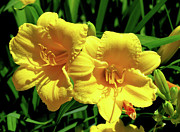 Two of a Kind Photograph by Linda Stern Two of a Kind Photograph by Linda Stern