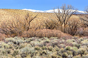Two Thickets to Paradise Photograph by Jon Exley