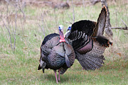 Two Toms 2 Photograph by Brook Burling