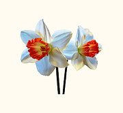 Two White and Orange Daffodils Photograph by Susan Savad Two White and Orange Daffodils Photograph by Susan Savad