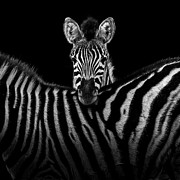 Two Zebras in black and white Photograph by Lukas Holas