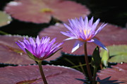 Ultraviolet Lotus Flower on Burgundy Lily Pads Photograph by Colleen Cornelius