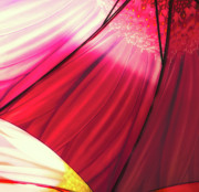 Umbrella Photograph by Thomas Hall
