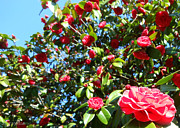 Uncommon Camellias Photograph by Kristin Aquariann