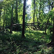 #undergrowth Photograph by Daniel Eskridge