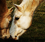 Understanding Photograph by Linda Shafer
