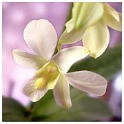 Unique White Orchid Photograph by Mike McGlothlen