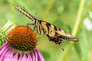Untitled Butterfly Photograph by Paul Vitko