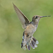 Untitled Hum_bird_four Photograph by Paul Vitko
