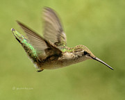 Untitled Hum_bird_one Photograph by Paul Vitko