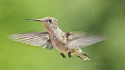 Untitled Hum_bird_three Photograph by Paul Vitko