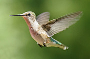 Untitled Hum_bird_two Photograph by Paul Vitko