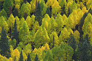 Autumn Quaking Aspens, Colorado Photograph by Yva Momatiuk and John Eastcott