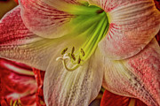 Up Close and Personal Photograph by Dave Bosse
