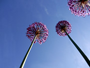 Upwards Onions Photograph by Richard Reeve